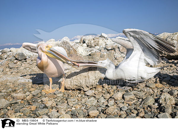 standing Great White Pelicans / MBS-19804