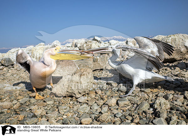 standing Great White Pelicans / MBS-19805