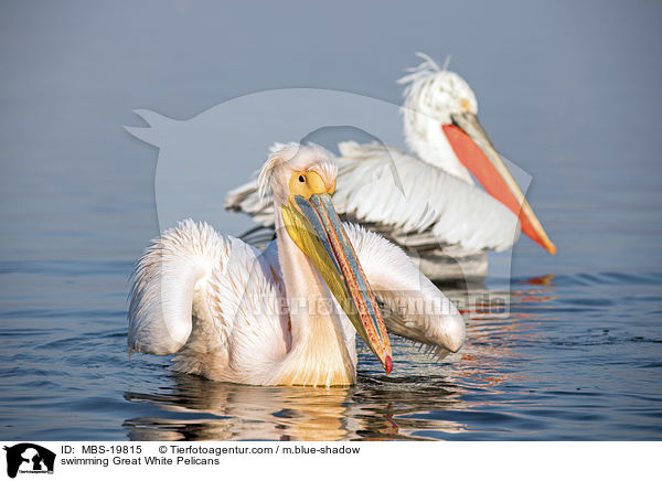 Schwimmende Rosapelikane / swimming Great White Pelicans / MBS-19815