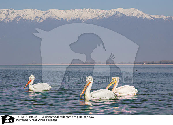 Schwimmende Rosapelikane / swimming Great White Pelicans / MBS-19825