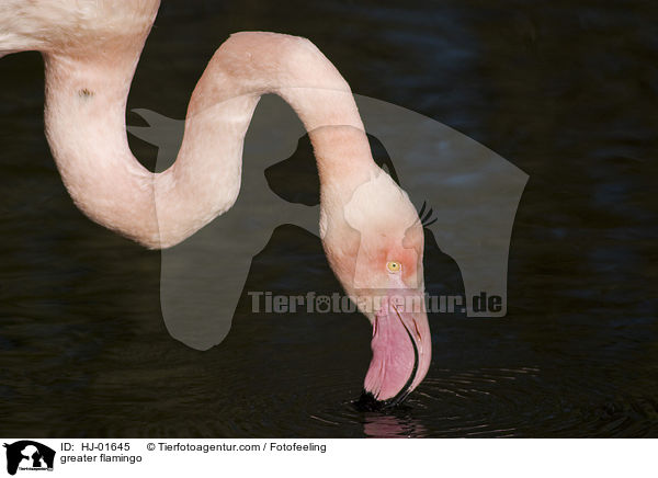 Rosaflamingo / greater flamingo / HJ-01645