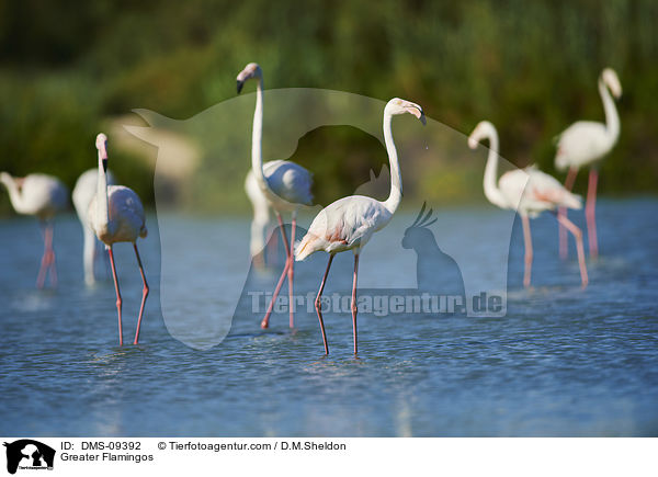 Greater Flamingos / DMS-09392