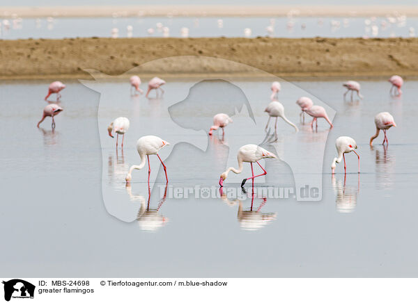 Rosaflamingos / greater flamingos / MBS-24698