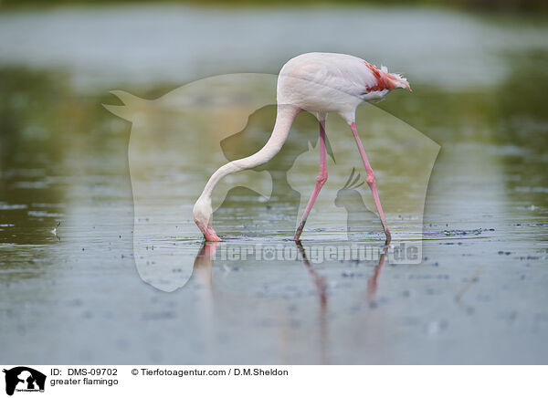 Rosaflamingo / greater flamingo / DMS-09702