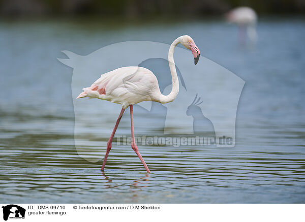 Rosaflamingo / greater flamingo / DMS-09710