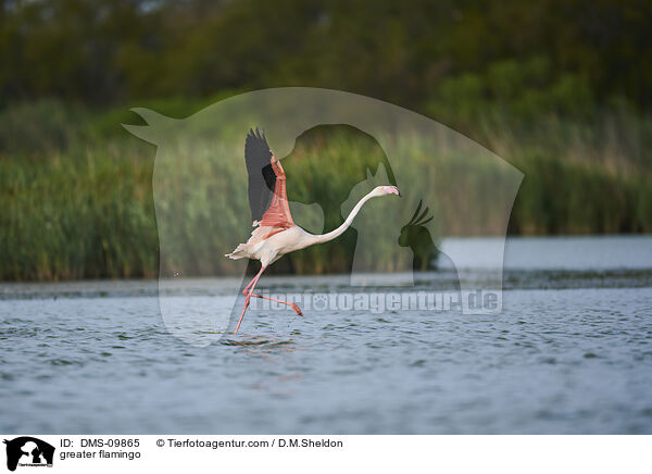 greater flamingo / DMS-09865