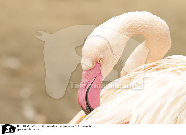 Rosaflamingo / greater flamingo / HL-03935