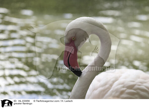 Rosaflamingo / greater flamingo / HL-03956