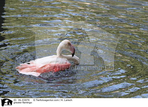 greater flamingo / HL-03976