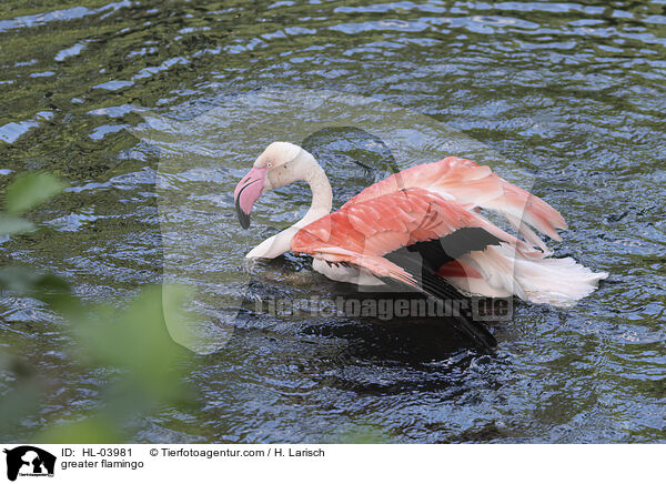 Rosaflamingo / greater flamingo / HL-03981