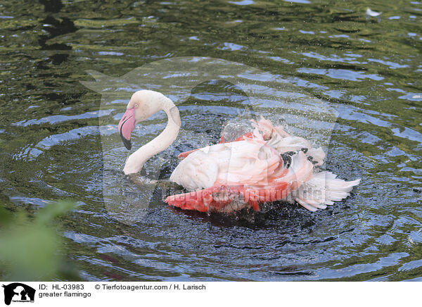 Rosaflamingo / greater flamingo / HL-03983