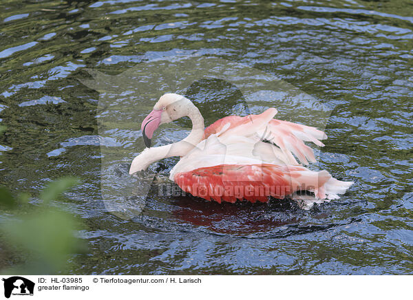 greater flamingo / HL-03985