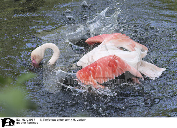 greater flamingo / HL-03987