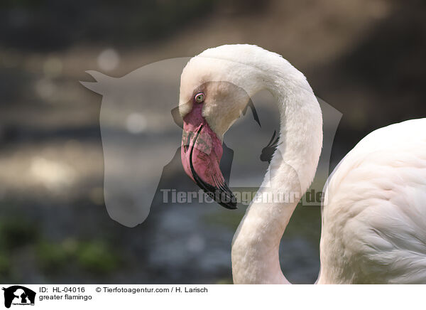 Rosaflamingo / greater flamingo / HL-04016