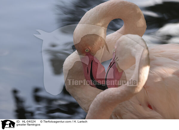 Rosaflamingos / greater flamingos / HL-04024