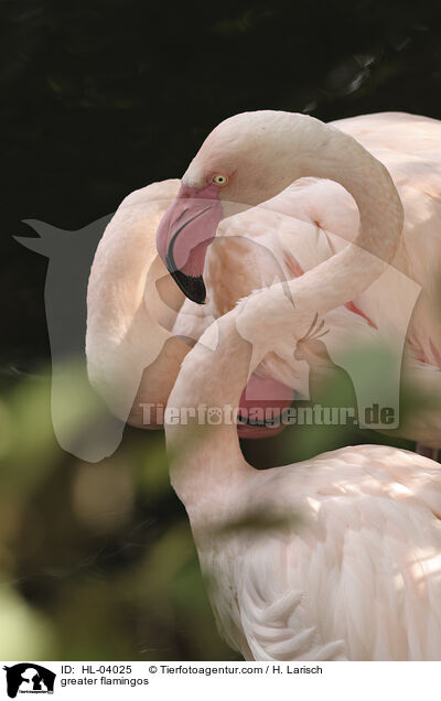 Rosaflamingos / greater flamingos / HL-04025