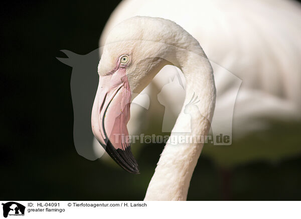 Rosaflamingo / greater flamingo / HL-04091