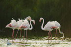 Greater Flamingos