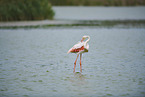 greater flamingo