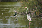 greater flamingo