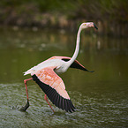 greater flamingo