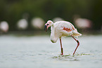 greater flamingo