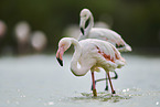 greater flamingos