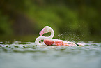 greater flamingo