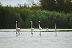 greater flamingos