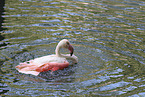 greater flamingo