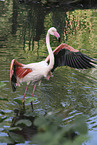 greater flamingo