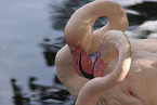 greater flamingos