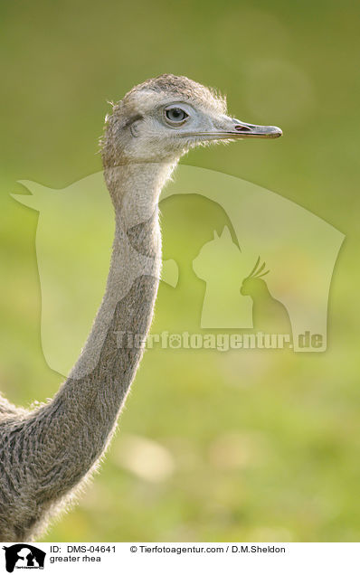 Nandu / greater rhea / DMS-04641