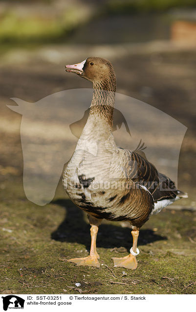 Blssgans / white-fronted goose / SST-03251