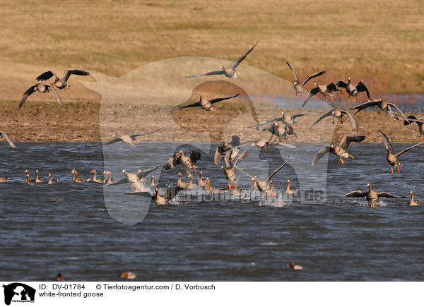 Blssgans / white-fronted goose / DV-01784