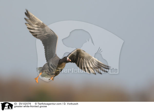 Blssgans / greater white-fronted goose / DV-02076