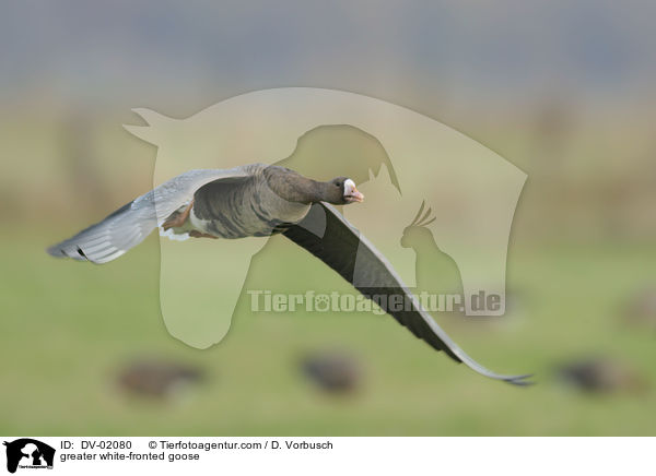 Blssgans / greater white-fronted goose / DV-02080