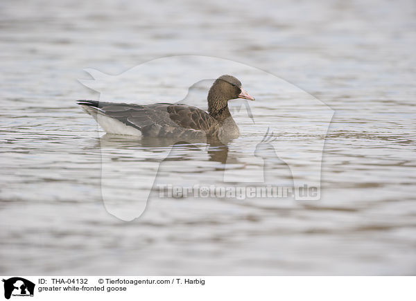 Blssgans / greater white-fronted goose / THA-04132