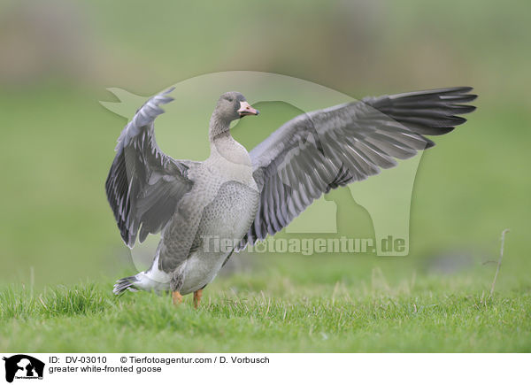 Blssgans / greater white-fronted goose / DV-03010