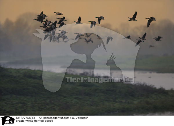 Blssgnse / greater white-fronted geese / DV-03013