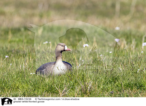 Blssgans / greater white-fronted goose / MBS-15238