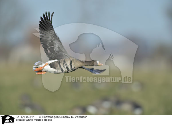 Blssgans / greater white-fronted goose / DV-03344