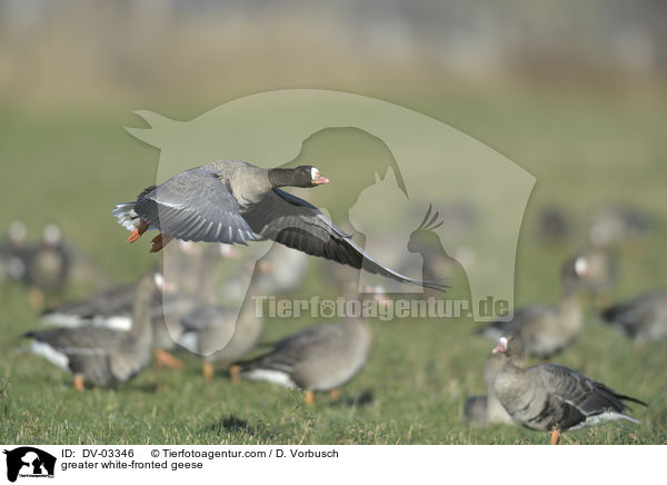 Blssgnse / greater white-fronted geese / DV-03346