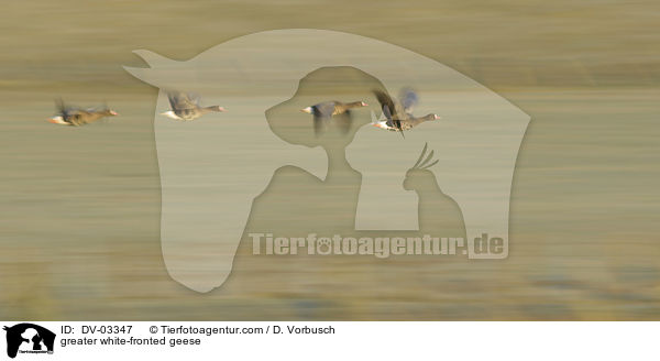 Blssgnse / greater white-fronted geese / DV-03347