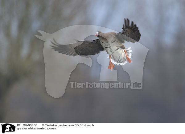 Blssgans / greater white-fronted goose / DV-03356