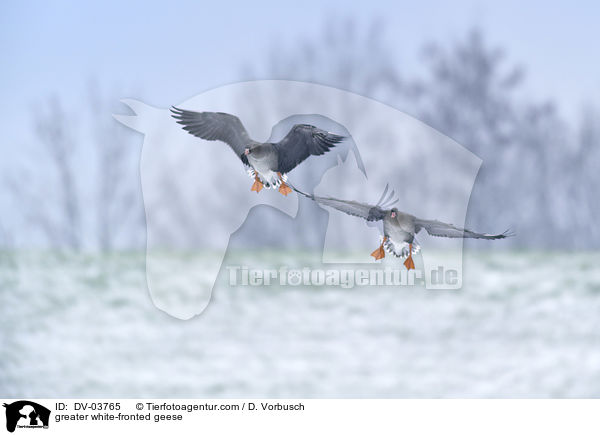 Blssgnse / greater white-fronted geese / DV-03765