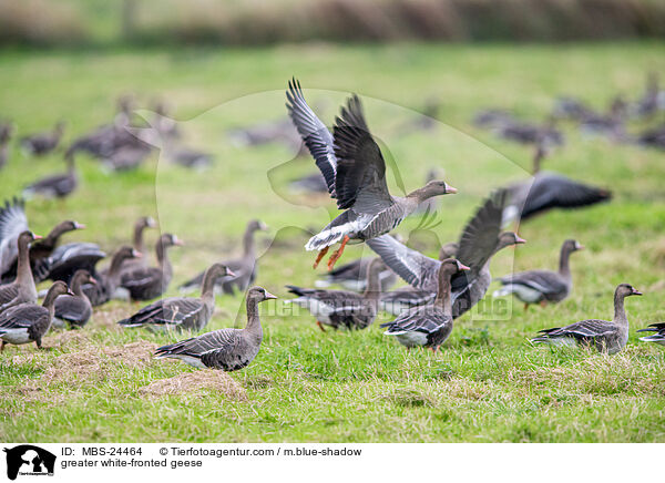 Blssgnse / greater white-fronted geese / MBS-24464