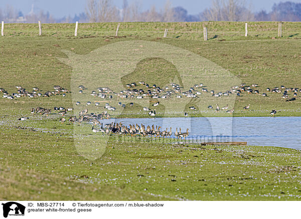 greater white-fronted geese / MBS-27714