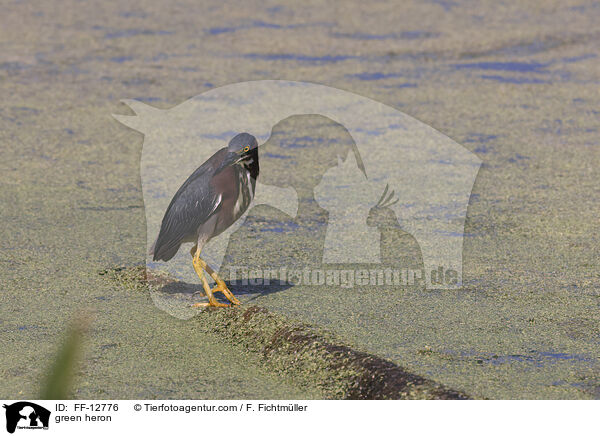 Grnreiher / green heron / FF-12776