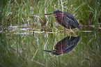 green heron